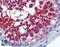 Importin 5 antibody, LS-B6107, Lifespan Biosciences, Immunohistochemistry frozen image 