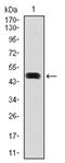 Heat shock protein HSP 90-alpha antibody, AM06760PU-N, Origene, Western Blot image 