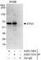 ETS Variant 3 antibody, A303-736A, Bethyl Labs, Immunoprecipitation image 