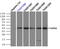 Death Associated Protein Kinase 2 antibody, TA501086, Origene, Immunoprecipitation image 