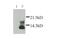 X-C Motif Chemokine Ligand 1 antibody, PA1-22498, Invitrogen Antibodies, Western Blot image 