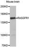 Ras-specific guanine nucleotide-releasing factor 1 antibody, A03338-2, Boster Biological Technology, Western Blot image 