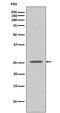 BCL2 Related Protein A1 antibody, M03850, Boster Biological Technology, Western Blot image 