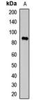 Y3 antibody, LS-C667704, Lifespan Biosciences, Western Blot image 