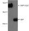 Maltose Binding Protein antibody, 15089-1-AP, Proteintech Group, Western Blot image 