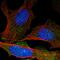 Septin 5 antibody, HPA029095, Atlas Antibodies, Immunofluorescence image 