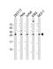 Ribosomal Protein L13 antibody, 61-285, ProSci, Western Blot image 