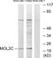 MOB Kinase Activator 3C antibody, PA5-38715, Invitrogen Antibodies, Western Blot image 