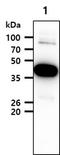 ACAT2 antibody, NBP2-42614, Novus Biologicals, Western Blot image 