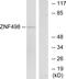 Zinc Finger And SCAN Domain Containing 25 antibody, PA5-39559, Invitrogen Antibodies, Western Blot image 