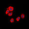 Serpin B5 antibody, LS-C352659, Lifespan Biosciences, Immunofluorescence image 