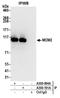 Minichromosome Maintenance Complex Component 2 antibody, A300-191A, Bethyl Labs, Immunoprecipitation image 