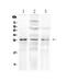 Fibroblast growth factor 8 antibody, PA5-79258, Invitrogen Antibodies, Western Blot image 