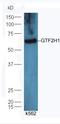 General Transcription Factor IIH Subunit 1 antibody, orb1824, Biorbyt, Western Blot image 