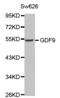 Growth Differentiation Factor 9 antibody, AHP2469, Bio-Rad (formerly AbD Serotec) , Western Blot image 