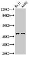 DNA Meiotic Recombinase 1 antibody, CSB-PA617920LA01HU, Cusabio, Western Blot image 