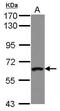 Zinc Finger Protein 300 antibody, PA5-32112, Invitrogen Antibodies, Western Blot image 