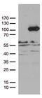Protocadherin Beta 8 antibody, M15897, Boster Biological Technology, Western Blot image 