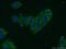 Erk1 antibody, 66192-1-Ig, Proteintech Group, Immunofluorescence image 