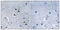 Arrestin Domain Containing 2 antibody, abx013906, Abbexa, Immunohistochemistry frozen image 