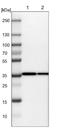 COP9 Signalosome Subunit 5 antibody, NBP1-84370, Novus Biologicals, Western Blot image 