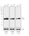 Mouse IgG (H+L) antibody, A16081, Invitrogen Antibodies, Western Blot image 
