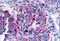 Muscarinic acetylcholine receptor M2 antibody, NLS1333, Novus Biologicals, Immunohistochemistry paraffin image 