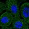 Synaptojanin 2 antibody, HPA031575, Atlas Antibodies, Immunocytochemistry image 