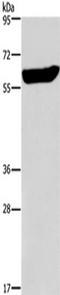 Early growth response protein 4 antibody, TA323080, Origene, Western Blot image 