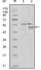 Ephrin type-A receptor 6 antibody, STJ98028, St John