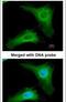 Phosducin Like antibody, PA5-21817, Invitrogen Antibodies, Immunofluorescence image 