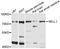 Neural EGFL Like 1 antibody, abx126233, Abbexa, Western Blot image 