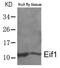 Eukaryotic Translation Initiation Factor 1 antibody, 79-665, ProSci, Western Blot image 