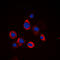 EGFR antibody, LS-B16091, Lifespan Biosciences, Immunofluorescence image 