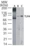 Toll Like Receptor 4 antibody, PA5-23124, Invitrogen Antibodies, Western Blot image 