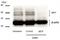 Melanocyte Inducing Transcription Factor antibody, GTX00738, GeneTex, Western Blot image 
