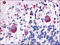 5-Hydroxytryptamine Receptor 7 antibody, AP07036PU-N, Origene, Immunohistochemistry frozen image 