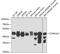 Casein Kinase 1 Gamma 2 antibody, 22-865, ProSci, Western Blot image 
