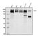 DDB1 And CUL4 Associated Factor 1 antibody, A31776, Boster Biological Technology, Western Blot image 