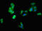 Diablo IAP-Binding Mitochondrial Protein antibody, LS-C675154, Lifespan Biosciences, Immunofluorescence image 