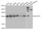 Hydroxysteroid 17-Beta Dehydrogenase 10 antibody, abx004171, Abbexa, Western Blot image 