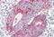 P2X purinoceptor 4 antibody, NBP2-27567, Novus Biologicals, Immunohistochemistry paraffin image 