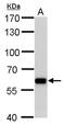 Poly(U)-binding-splicing factor PUF60 antibody, MA5-27821, Invitrogen Antibodies, Western Blot image 