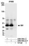 QKI, KH Domain Containing RNA Binding antibody, A300-183A, Bethyl Labs, Immunoprecipitation image 