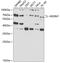 Protein HEXIM1 antibody, 19-851, ProSci, Western Blot image 