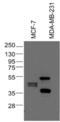 p53 antibody, MA5-12453, Invitrogen Antibodies, Western Blot image 