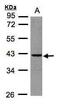 3 (2 ),5 -bisphosphate nucleotidase 1 antibody, PA5-28168, Invitrogen Antibodies, Western Blot image 