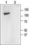 Slo1 antibody, TA328936, Origene, Western Blot image 