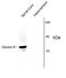 Glycine Receptor Alpha 1 antibody, AHP929, Bio-Rad (formerly AbD Serotec) , Immunohistochemistry frozen image 