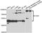 LIM Domain Binding 3 antibody, abx006969, Abbexa, Western Blot image 